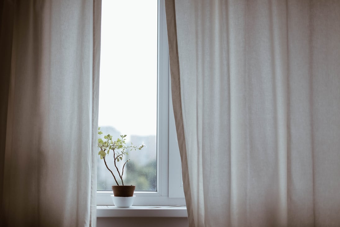 Plant Display at the Window